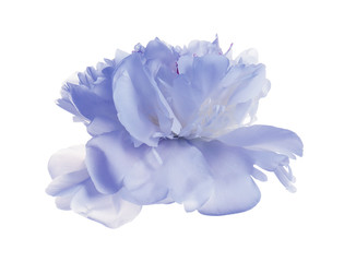 Beautiful tender peony on white background. Fragrant spring flower