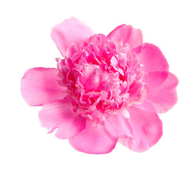 Beautiful tender peony on white background. Fragrant spring flower
