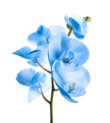 Naklejka na ściany i meble Branch with beautiful tropical orchid flowers on white background