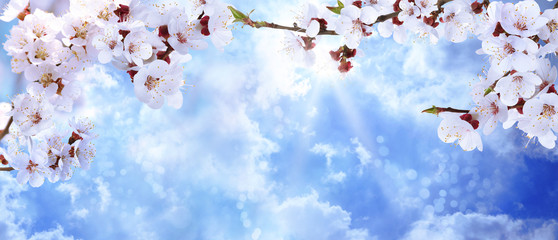 Panele Szklane  Gałęzie drzewa z pięknymi malutkimi kwiatami przeciw błękitne niebo, miejsce na tekst. Niesamowity wiosenny kwiat