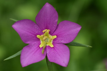 pink flower on green background