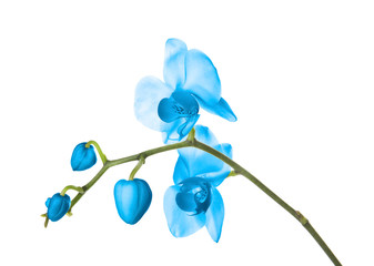 Branch with beautiful orchid flowers on white background. Tropical plant