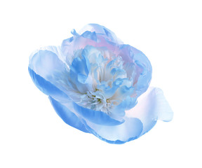 Beautiful tender peony on white background. Fragrant spring flower