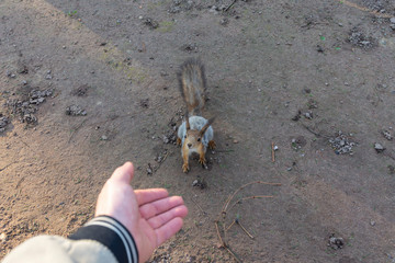 Little funny squirrel in the park boldly goes to the outstretched hand