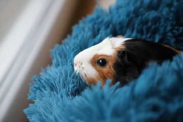 guinea pig on a blue pillow - obrazy, fototapety, plakaty