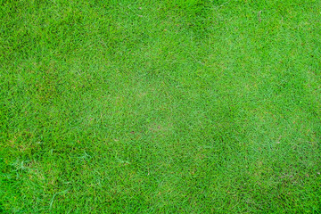 Fototapeta na wymiar Perfect Green Grass lawn view