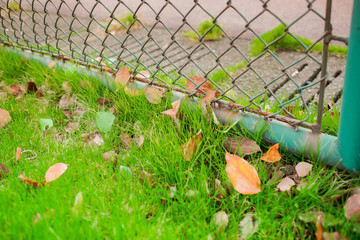 Green Grass on green background with metal fence