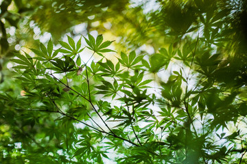 Fototapeta na wymiar Green leaves of Maple tree on a green background