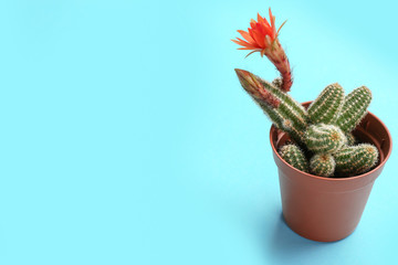 Cactus (Echinopsis chamaecereus) with beautiful red flower in pot on color background. Space for text