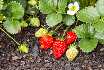 close-up of ripe and unripe organic strawberries growing in garden