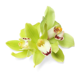 Beautiful tropical orchid flowers on white background
