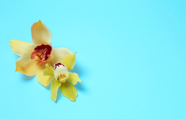 Tropical orchid flowers on color background, flat lay. Space for text