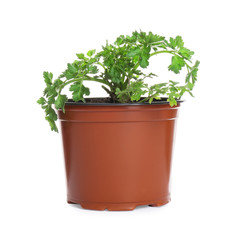 Fresh green organic parsley in pot on white background