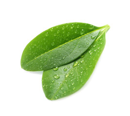 Fototapeta na wymiar Green leaves with dew on white background
