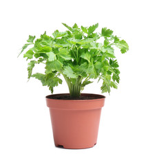 Fresh green organic parsley in pot on white background