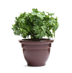 Fototapeta premium Fresh green organic parsley in pot on white background