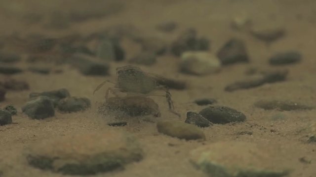 Waterbug trying to hunt shrimp 1138 4