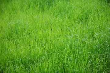 Green background of untrimmed grass