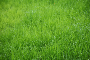 Green background of uncut natural gras