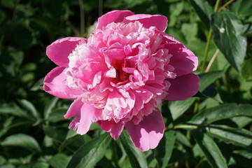 Peony flower