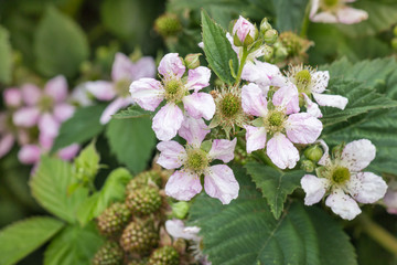 close-up of garden blackberry flowers in bloom with blurred background