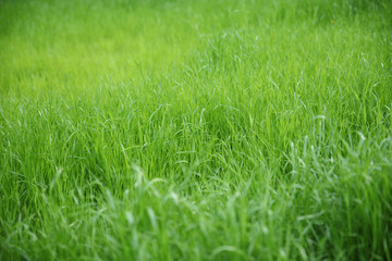 Green grass, uneven blurred background