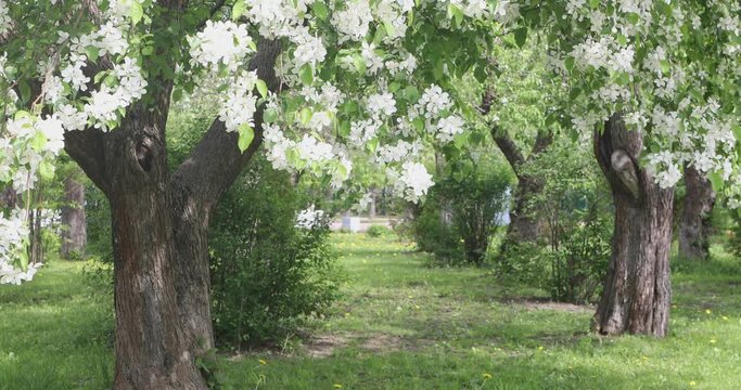 Alley Of Blooming Apple Trees. The Branches Of The Trees, Covered With White Flowers, Swaying On A Windy Spring Day - Powered by Adobe