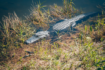 wilder alligator florida