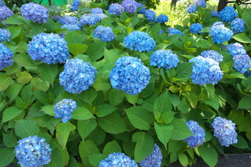 紫陽花