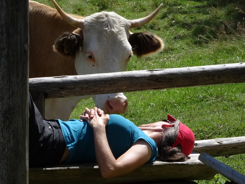 summer vacation at the bavarian alps near Brander Alm, Ruhpolding, relaxing woman meets curious cow
