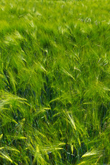 Spring Field of the green Barley 