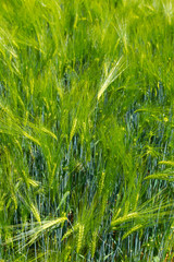 Spring Field of the green Barley 