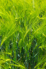 Fototapeta na wymiar Spring Field of the green Barley 