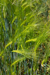 Detail of the green Barley Spike