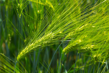 Detail of the green Barley Spike