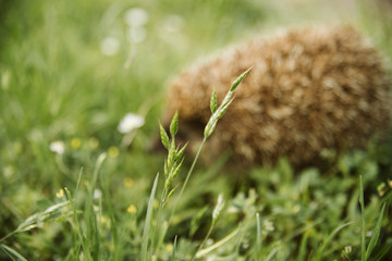 Cute little hedgehog in the grass © Dragica
