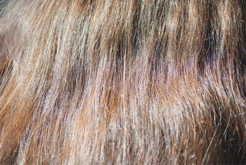Close up of long brown woman hair for a background or texture