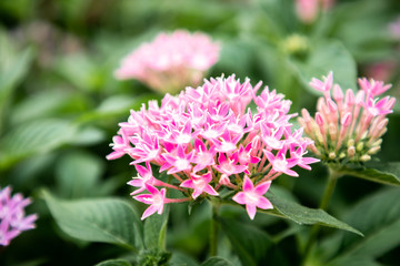 Pink flower in bloom
