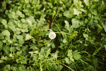 A green spring grass in the park