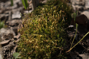 Bright green moss macro shot. Macro of moss with green spore capsules on orange stalks. Spring calm background