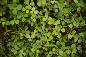 A green spring grass in the park