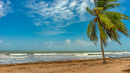 palm tree on the beach Mayaro 