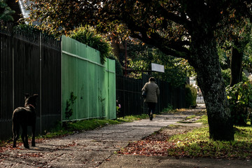 Dog Staring on autumn