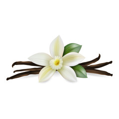 Naklejka na ściany i meble Vector 3d Realistic Composition with Sweet Scented Fresh Vanilla Flower with Dried Seed Pods and Leaves Set Closeup Isolated on White Background. Distinctive Flavoring, Culinary Concept. Front View