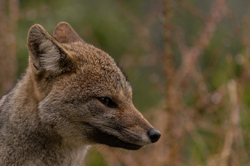 lateral fox face