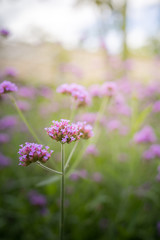 Obraz premium The background image of the colorful flowers