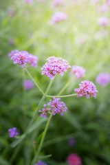 Fototapeta premium The background image of the colorful flowers