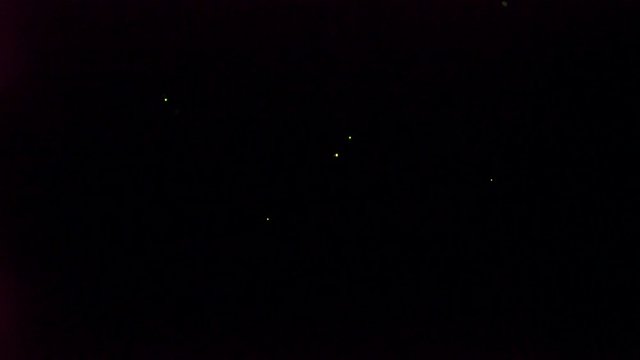 Okinawa,Japan-May 30, 2019: (Live-action)  Fireflies or Glowflies or lightning bugs in Ishigaki island, Okinawa, Japan.