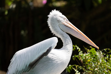 Portrait of the Dalmatian pelican.