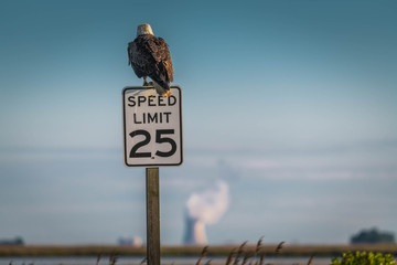 Bald Eagle on speed limit sign